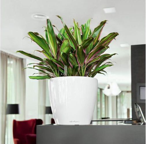 Produktbild Lechuza Classico (28.50 cm)