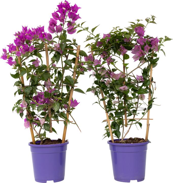 Produktbild Plant in a Box Bougainvillea 'Alexandra' - (50 cm)