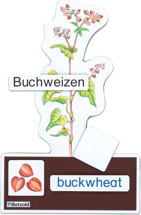 Image du produit Betzold Déterminer le set économique céréales (Allemand, Français, Anglais)