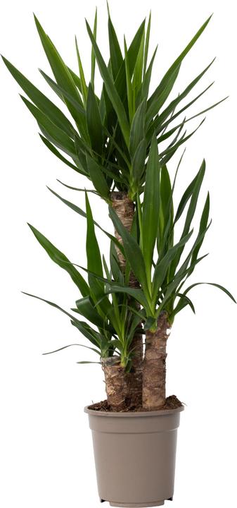 Immagine prodotto Plant in a Box Yucca Elephantipes - Palmlelie (70 cm)