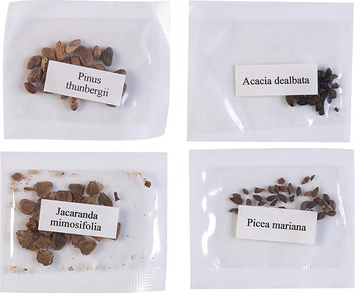 Actual product image Royal Gardineer Bonsai Grow Kit