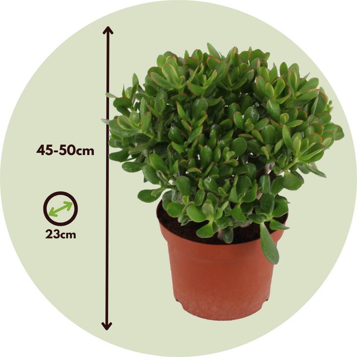 Actual product image Plant in a Box Crassula ovata Minor - Jade plant (45 cm)