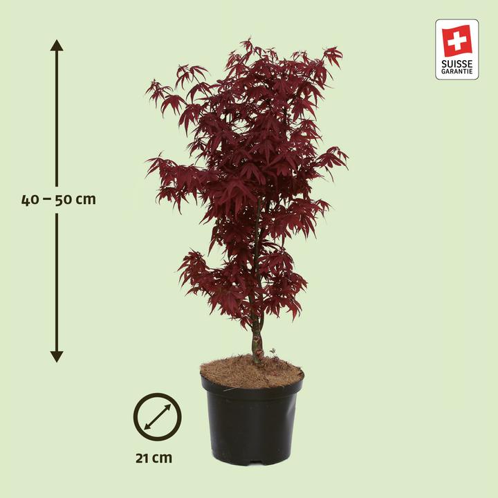 Produktbild Zulauf Japanischer Fächer-Ahorn / Acer palmatum 'Skeeter's Broom' (50 cm)