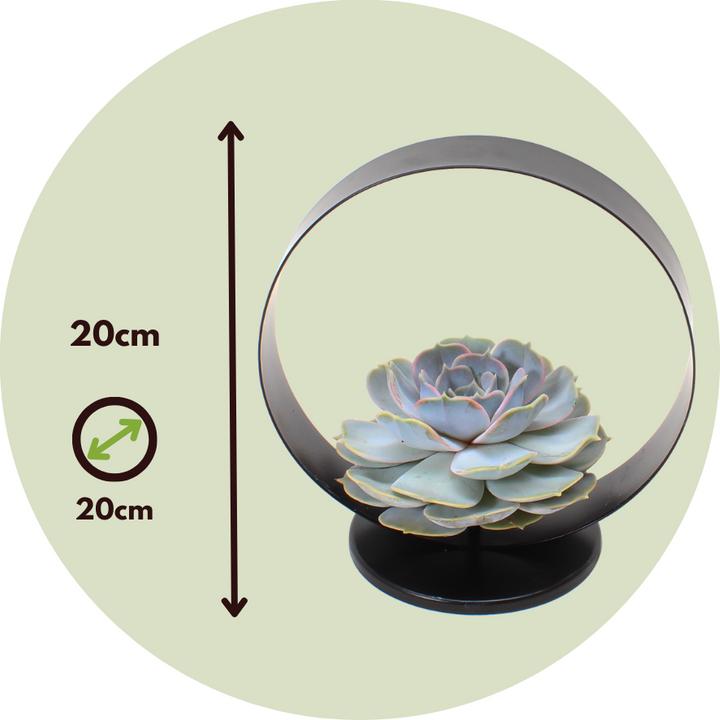 Immagine prodotto Plant in a Box Echeveria Lilacina - Anello di metallo (20 cm)