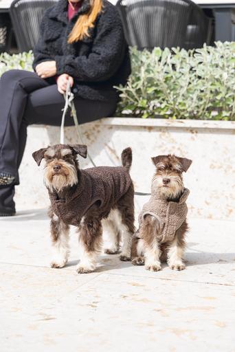 Image du produit Designed by Lotte Pull pour chien Madeleine (S, Pull-over pour chien)