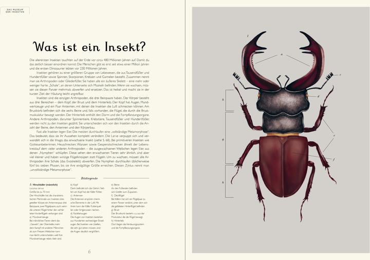 Immagine prodotto Das Museum der Insekten (Tedesco, Dave Goulson, Emily Carter, 2024)