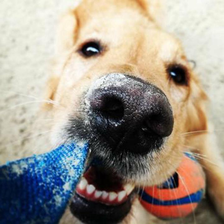 Actual product image Chuckit! ChuckIt Ultra Tug piłka dla psa średnia (Dog chew toy)