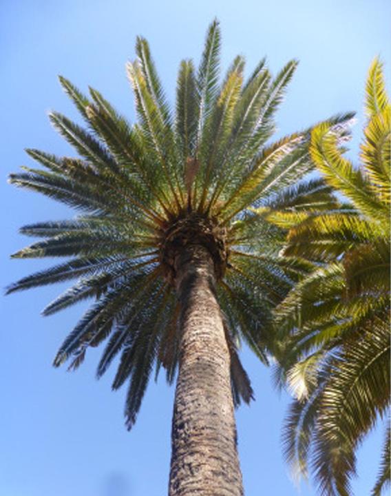 Immagine prodotto Tropica Palma da dattero Phoenix Dactylifera (Semi di piante)