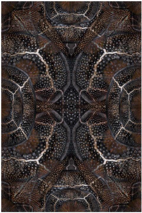 Image du produit Moooi Blooming Seadragon Tapis (266 x 400 cm)
