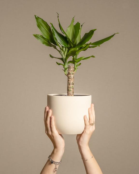 Produktbild feey Drachenbaum (55 cm, Frisch umgetopft)