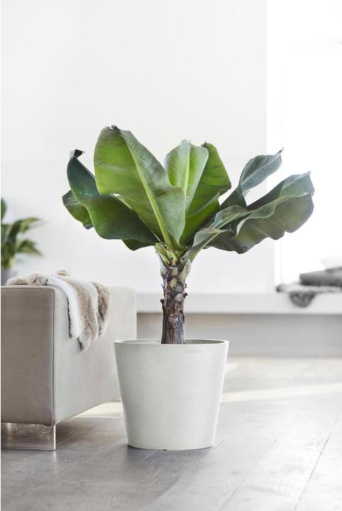 Immagine prodotto Ecopots Amsterdam (40 cm)