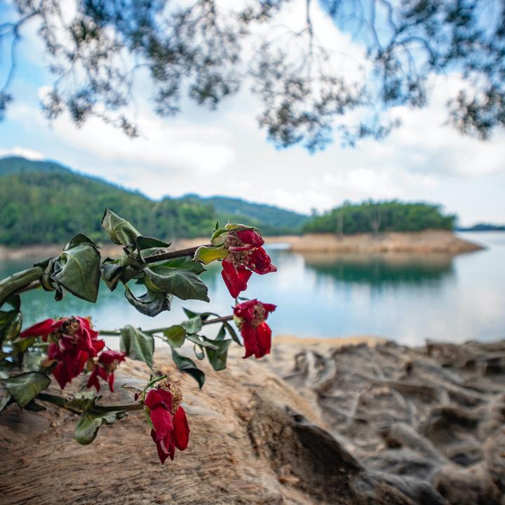 Produktbild Laowa 10mm 1:4 Pancake Nikon Z (APS-C) silber (Manual Focus) (Neuheit) (Nikon Z, APS-C / DX)