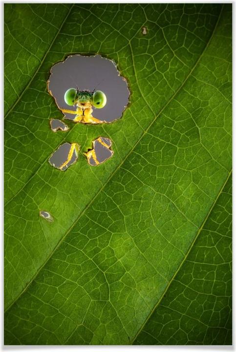 Immagine prodotto Trenddeko Wilianto - Ciao piccolo amico (80 x 120 cm)