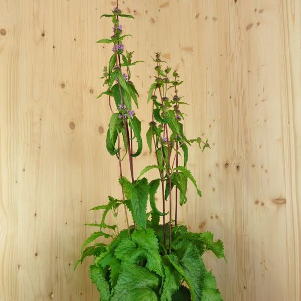 Produktbild Säntispracht Das hochwachsende Knollen-Brandkraut - Phlomis tuberosa 'Amazone' (80 cm)