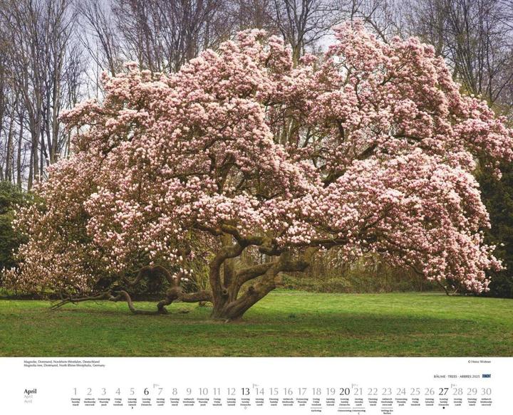 Image du produit Arbres 2025 - Calendrier mural 60x50 cm - Reliure à spirale (50 x 60 cm, Couverture rigide, Allemand)