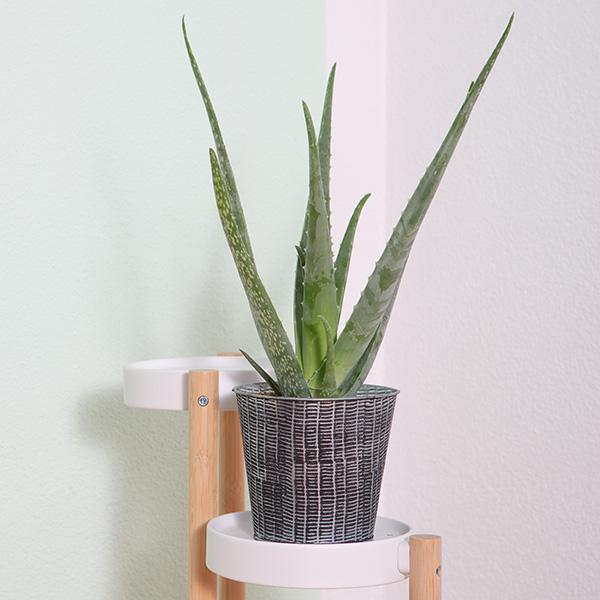 Produktbild VEG and the City Maui (Aloe) (35 cm)