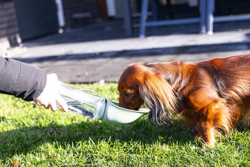 Actual product image Beeztees Drinking bottle dog (0.60 l)