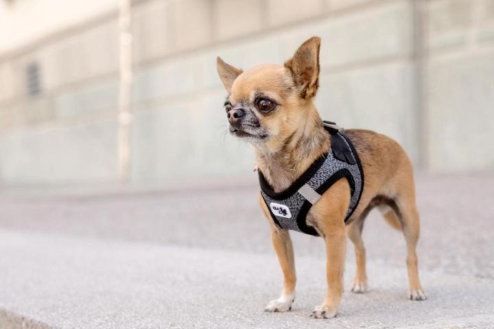 Immagine prodotto Curli Stoviglie Merino (S, Cane, Generale)