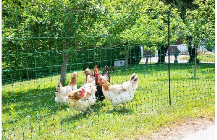 Produktbild Kerbl Geflügelnetz