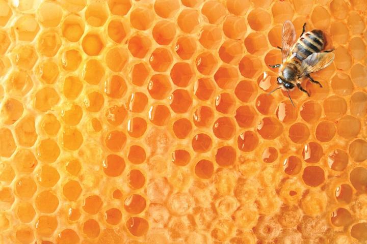Immagine prodotto Arkopharma Arkocaps Bio Propolis Kapseln (40 Pezzo/i, Pillole, 42 g)