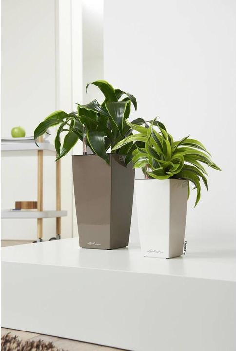 Image du produit Lechuza Mini Cubi (9.50 cm)