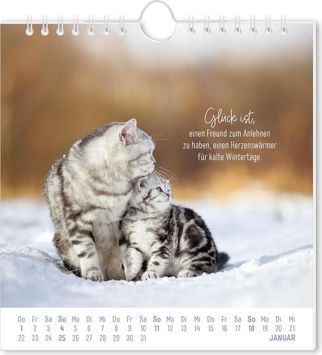 Actual product image Postkartenkalender 2026 Auf leisen Pfot (16 x 17 cm, German)
