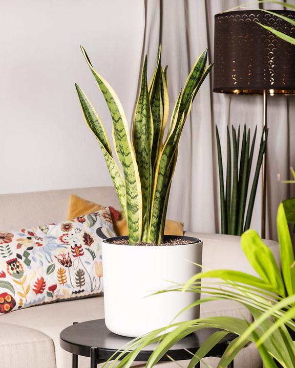 Actual product image feey Big mother-in-law's tongue (85 cm, Freshly repotted)