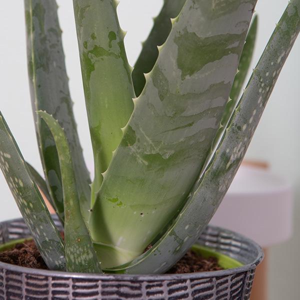 Produktbild VEG and the City Maui (Aloe) (35 cm)