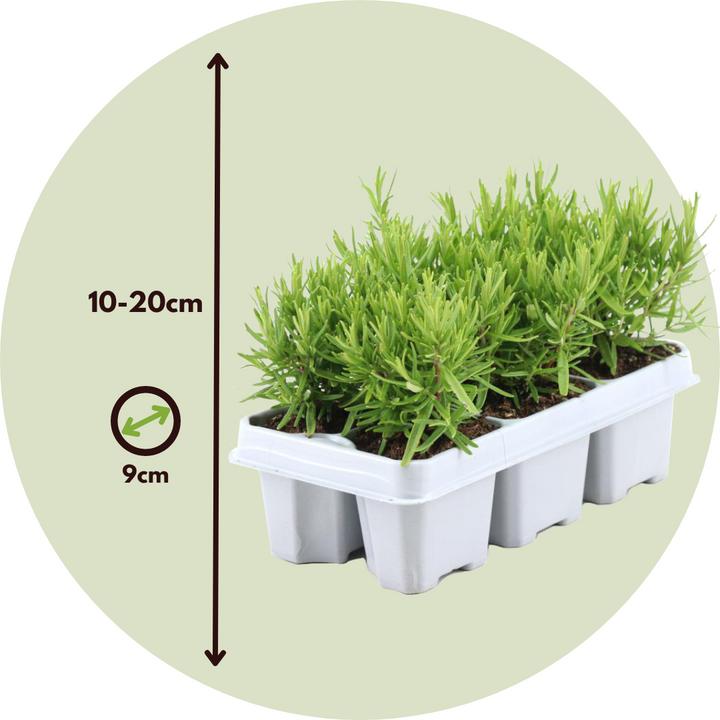 Produktbild Plant in a Box Rosmarinus Officinalis - 12er Set Rosmarin (10 cm)