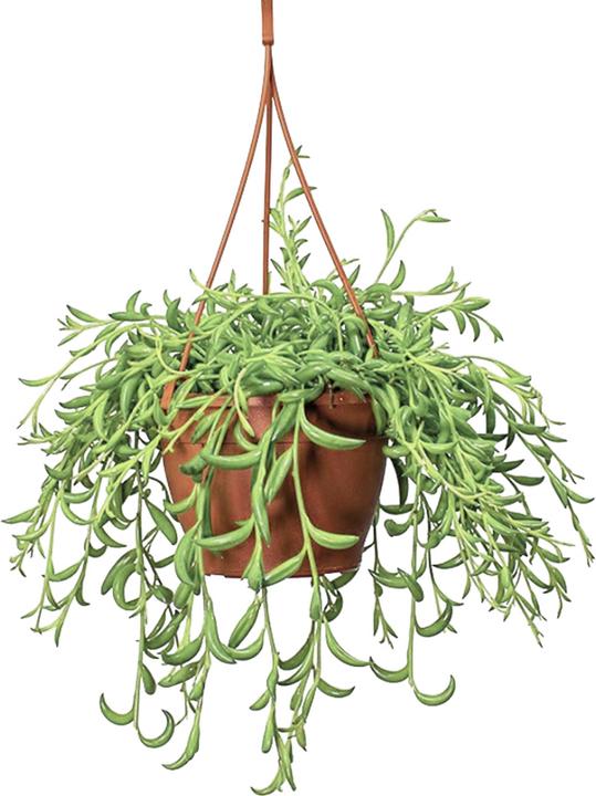 Image du produit Plant in a Box Senecio radicans - Senecio du bananier (10 cm)