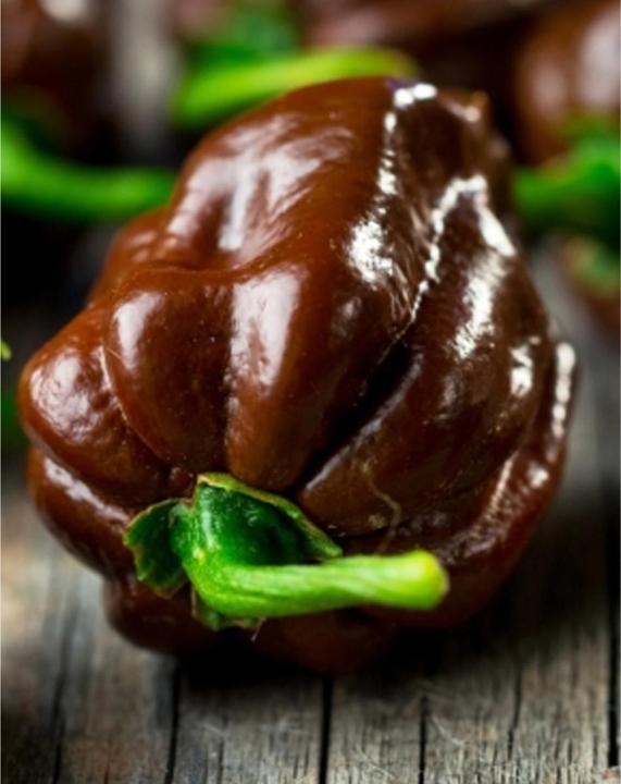 Image du produit Tropica Chocolate-Habanero Chili Capsicum Chinense