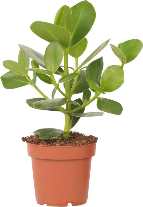 Actual product image Plant in a Box Clusia rosea 'Princess' - Balsam apple (25 cm)