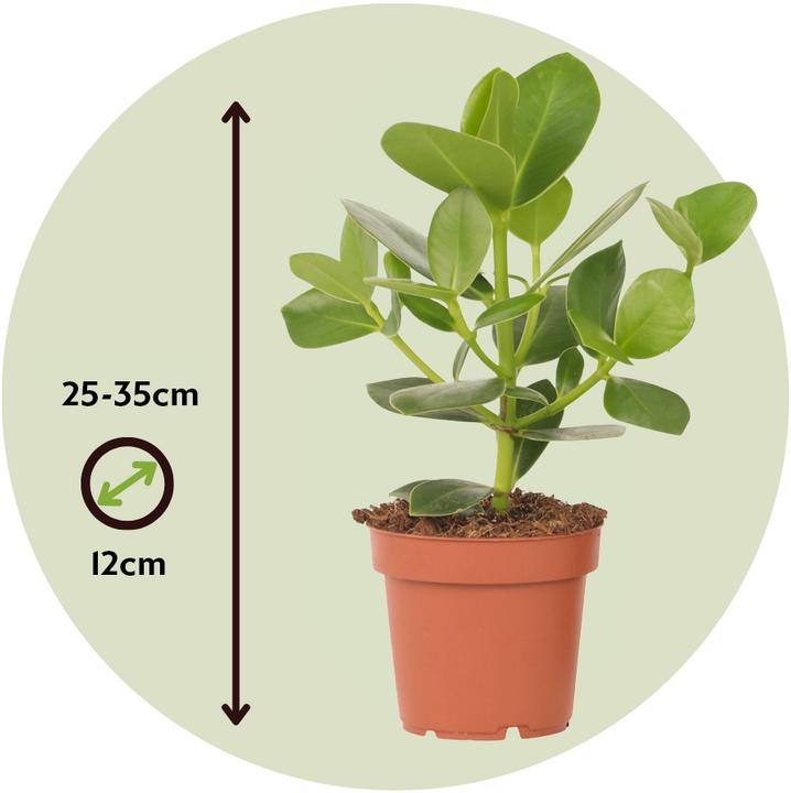 Actual product image Plant in a Box Clusia rosea 'Princess' - Balsam apple (25 cm)