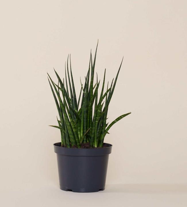 Produktbild Mary and Plants Sansevieria Fernwood Mikado mit HAY Topf in Hellgrau (35 cm)