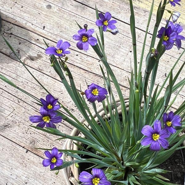 Immagine prodotto Säntispracht Set di 3, Il giglio sempreverde - Sisyrinchium angustifolium Lucerna (20 cm)