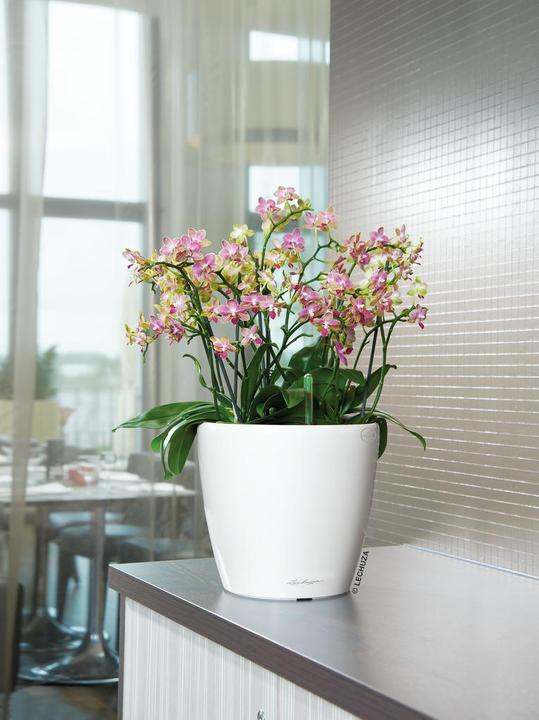 Actual product image Lechuza Classico (36 cm)