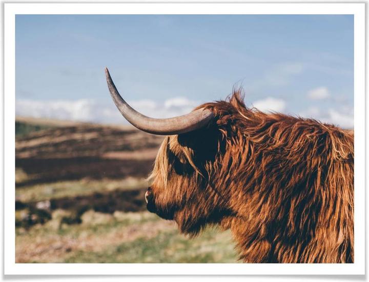 Image du produit Trenddeko Highland Cow 02 (30 x 24 cm)