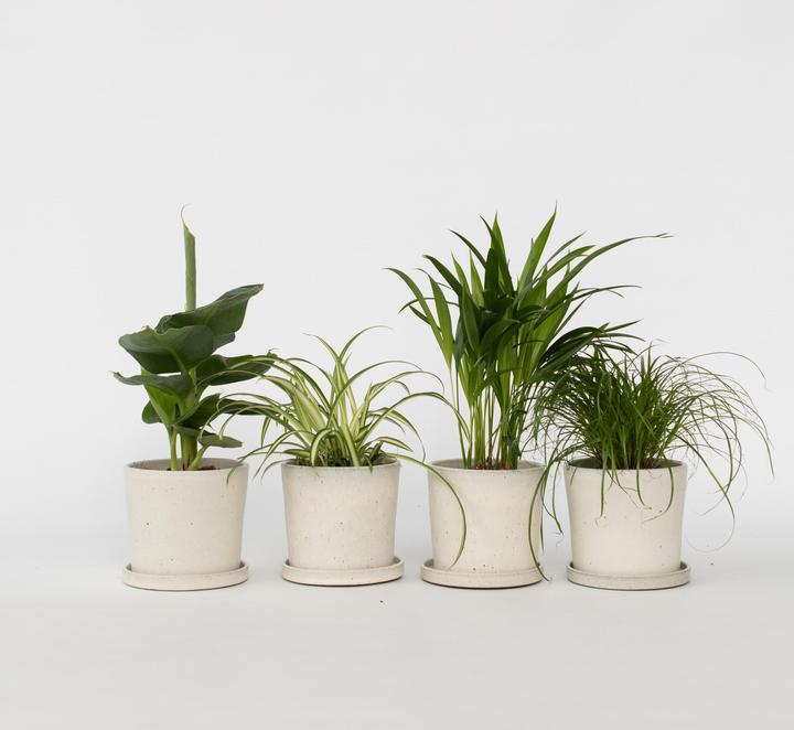Produktbild Plant in a Box Chlorophytum, Cyperus, Musa, Areca - 4er Mischung Haustierfreundliche pflanzen (25 cm)