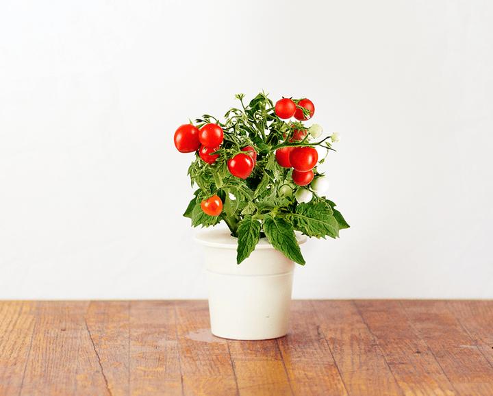 Produktbild Click and Grow Mini-Tomaten (Gemüsesamen)