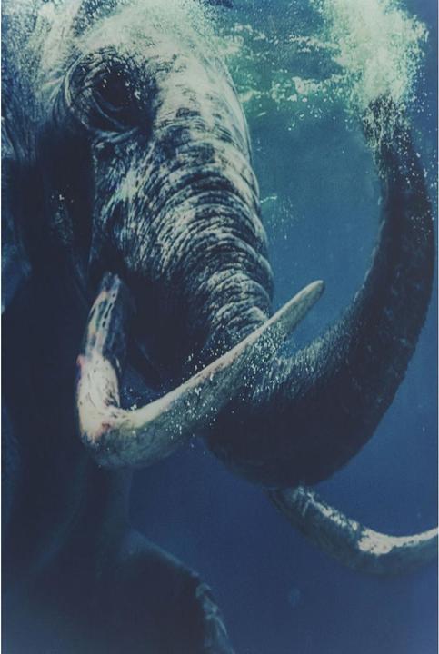 Produktbild Kare Design Bild Glas Swimming Elephant 180x120cm (120 x 180 cm)