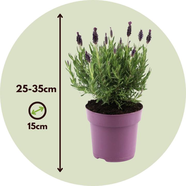 Immagine prodotto Plant in a Box Lavandula stoechas 'Anouk' - Lavendelbaum (25 cm)