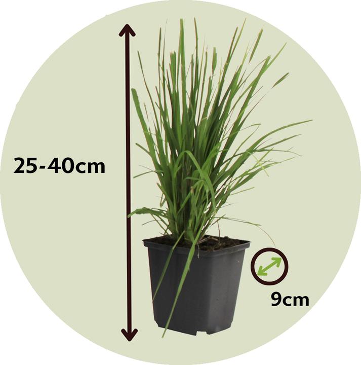 Actual product image Plant in a Box Cortaderia selloana - Set of 6 pampas grasses (25 cm)