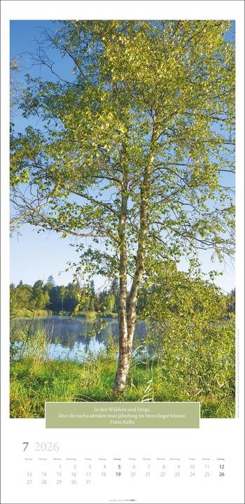 Actual product image Wunderwelt der Bäume Kalender 2026 (33 x 68 cm, German)