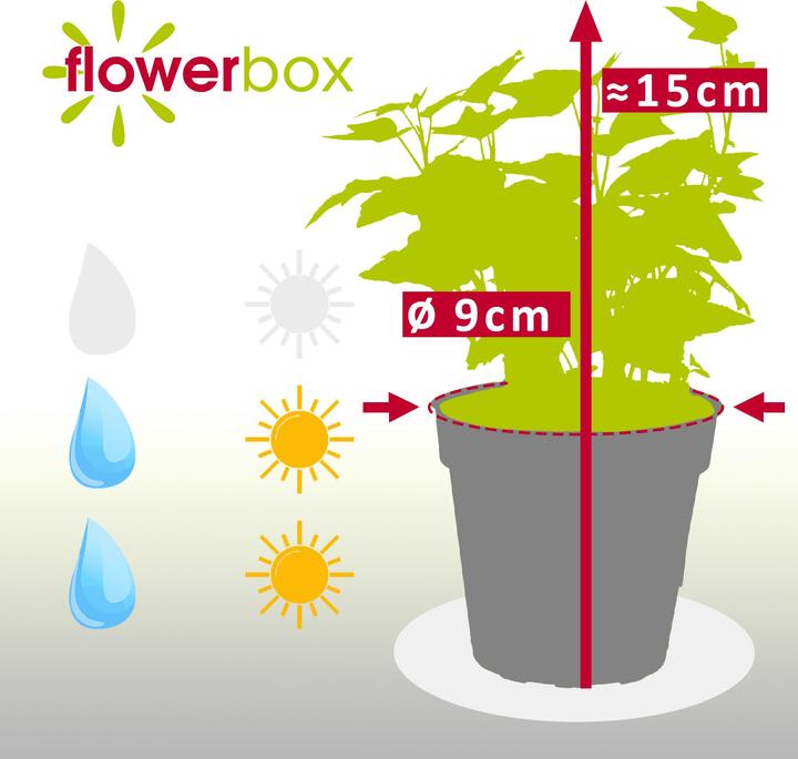 Actual product image Flowerbox Common ivy colourful - height ca. 15 cm, pot-Ø 9 cm - Hedera helix (15 cm)