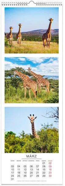 Produktbild Tiere Triplets Panoramakalender 2025 (Deutsch)