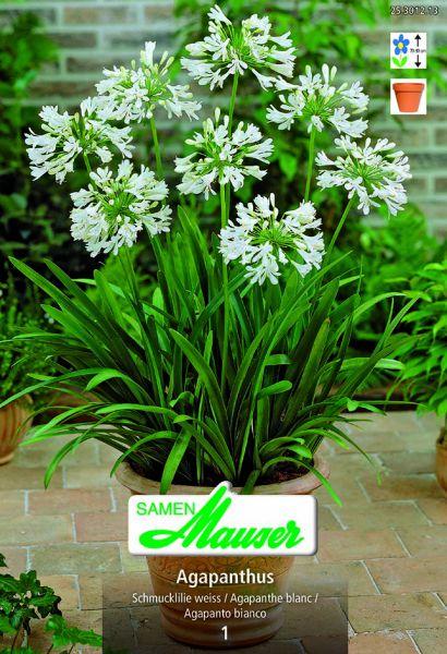 Image du produit Samen Mauser Agapanthe Lys décoratif (Graines de fleurs)