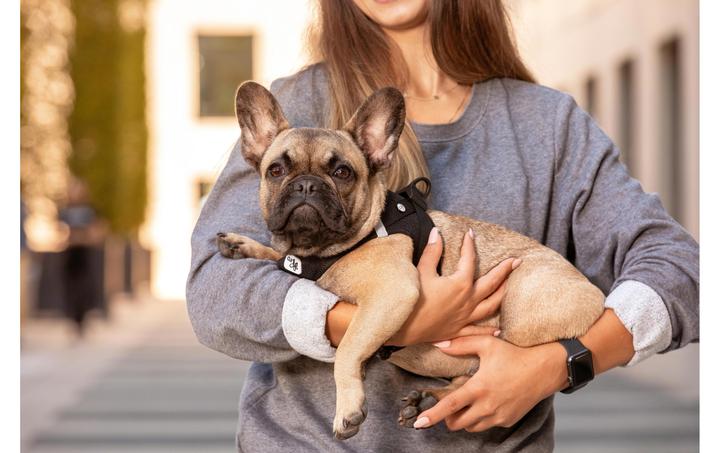 Immagine prodotto Curli Gilet da imbracatura Air-Mesh S, Nero (S, Cane, Generale)