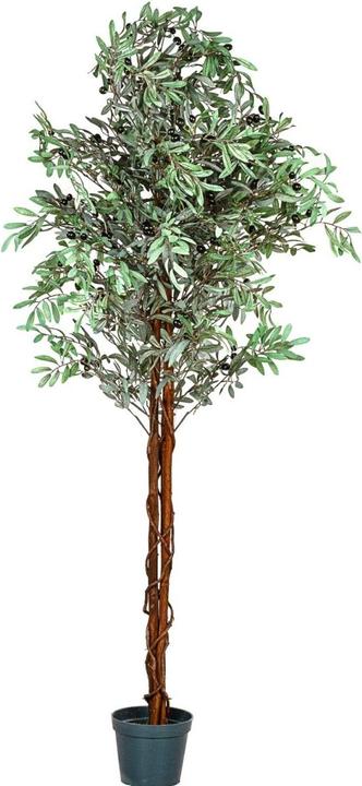 Plantasia Olivier (180 cm)