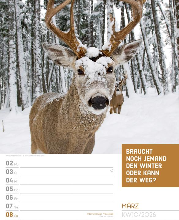 Actual product image Tierisch! Sprüchekalender - Wochenplaner Kalender 2026 (25 x 33 cm, Hardcover, German)