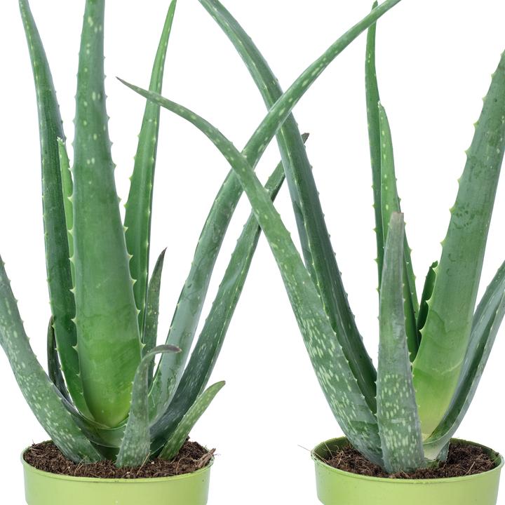 Image du produit Flowerbox Lot de 2 Aloe vera